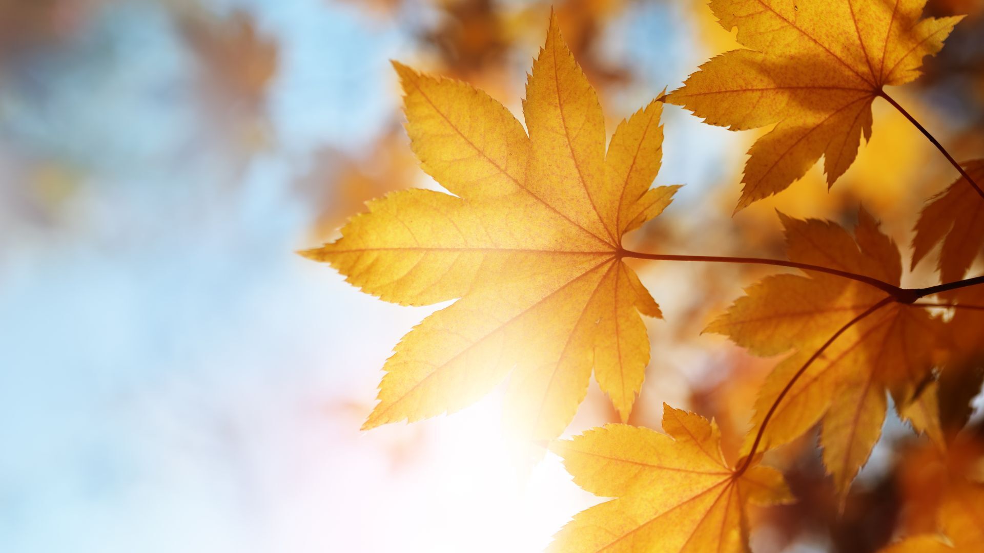 Quelques conseils et rappels règlementaires pour l’automne!