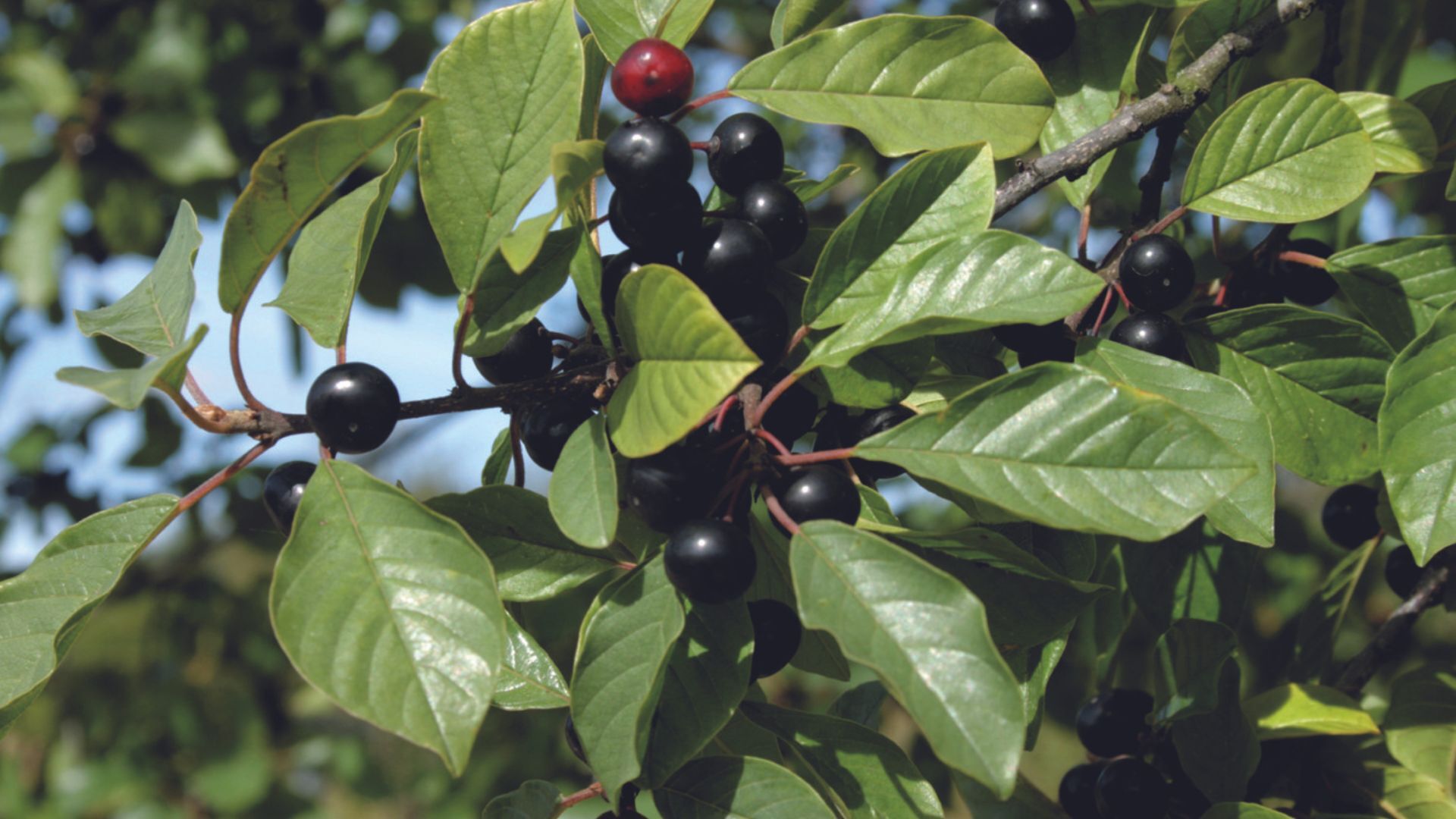 Éradication du nerprun : nos réalisations 2025