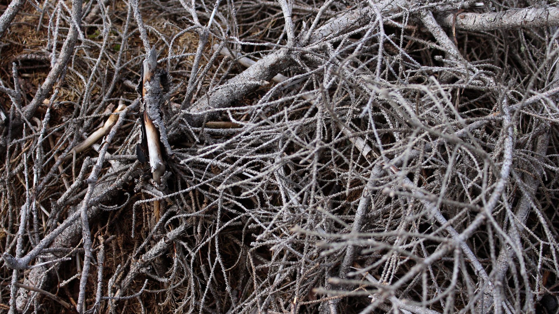 Verglas et rafales de vent : Des collectes spéciales de branches seront effectuées par le Service des travaux publiques