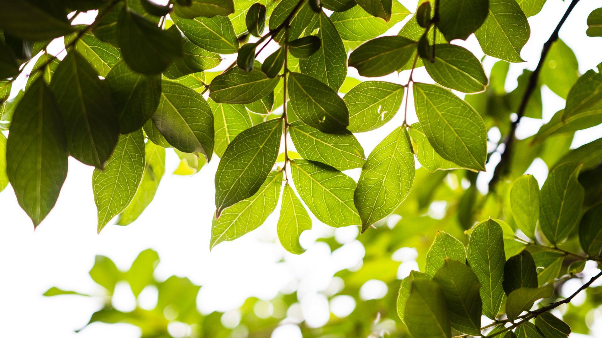 Arbres gratuits et barils de pluie à prix réduit : Réservez-les à compter du 31 mars