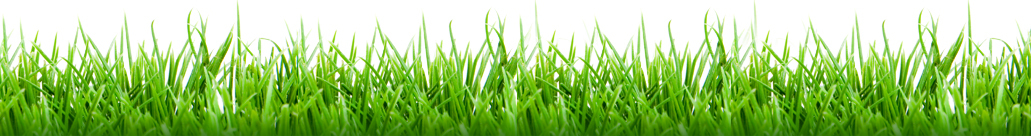 Gazon vert entretenu